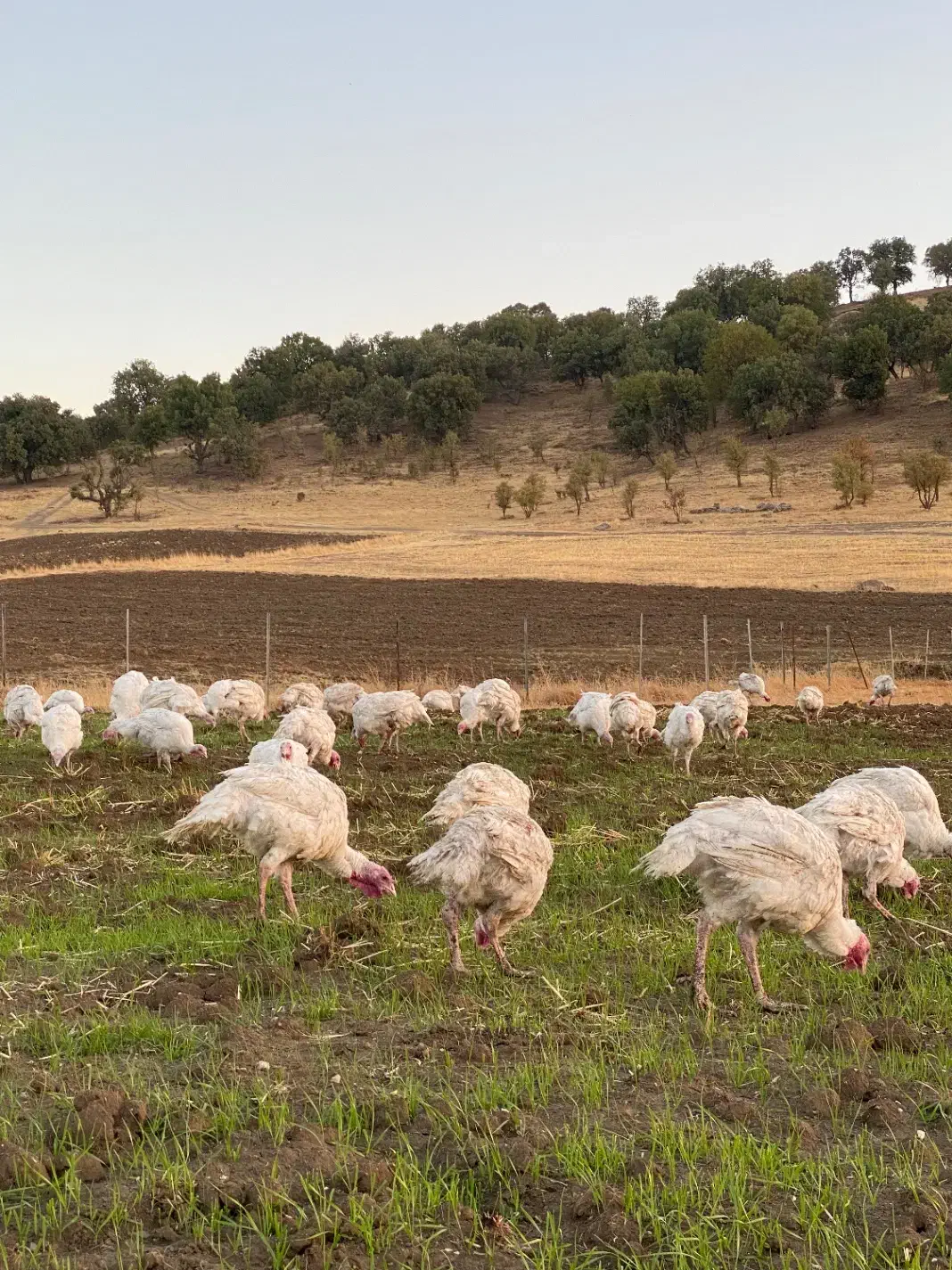 بوقلمون|حیوانات مزرعه|بانه, |دیوار