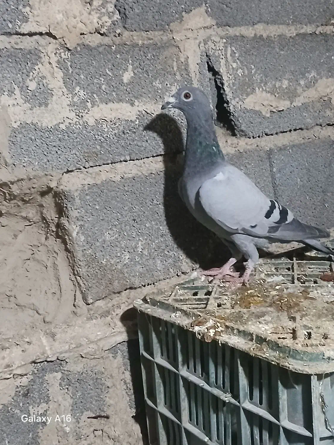 کبوتر مسافتی|پرنده|نگین شهر, |دیوار