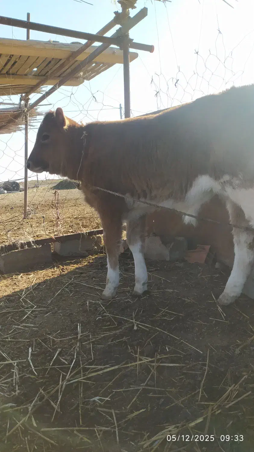 گوساله قرمز نر|حیوانات مزرعه|گمیشان, |دیوار