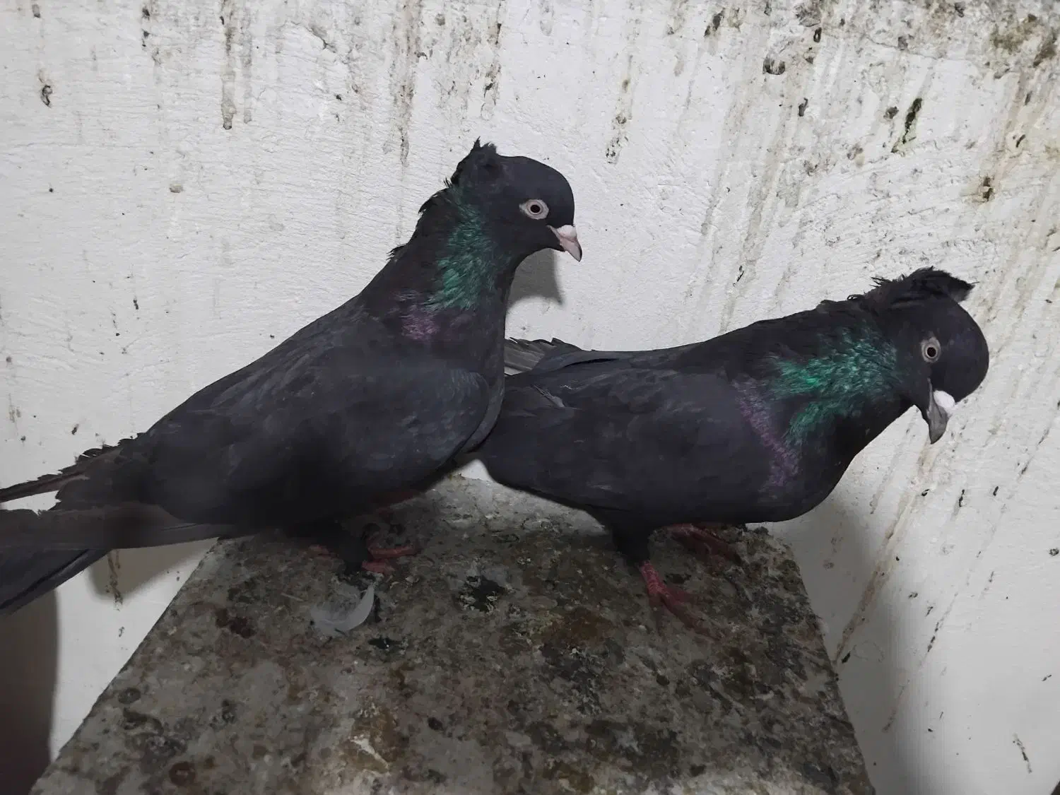 کبوتراصفهانی|پرنده|برخوار, |دیوار