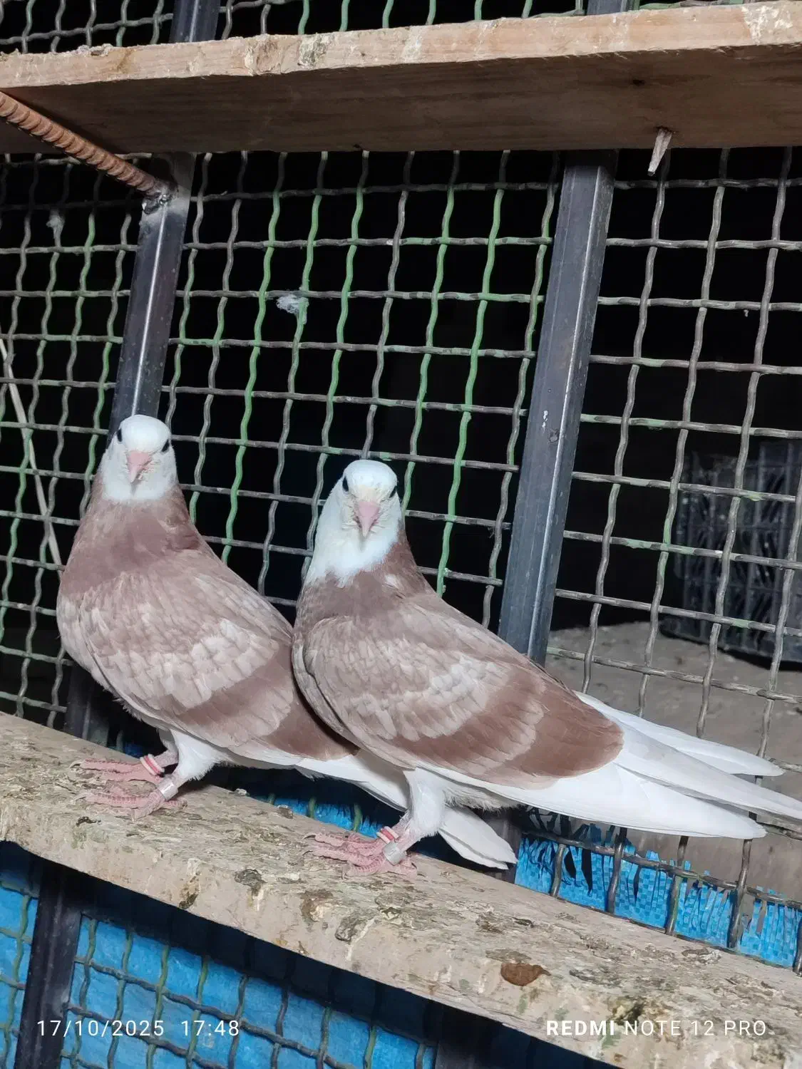 کفتر پرشی|پرنده|ایرانشهر, |دیوار