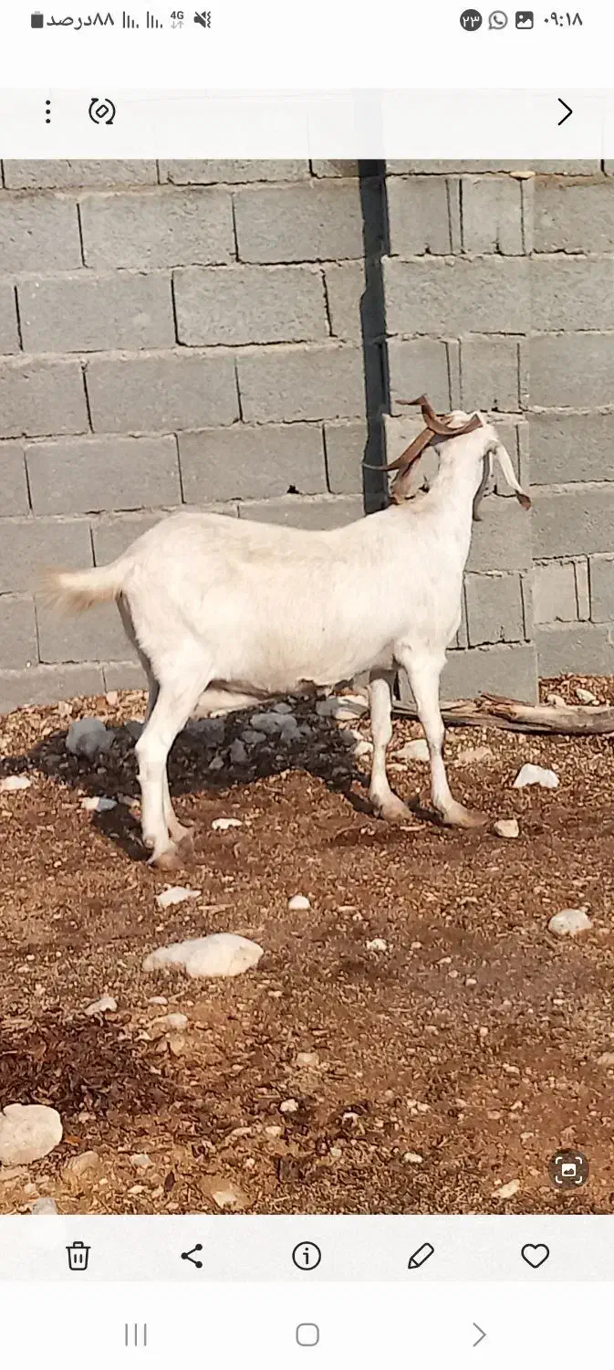 فروش بز و پازن در جم|حیوانات مزرعه|جم, |دیوار