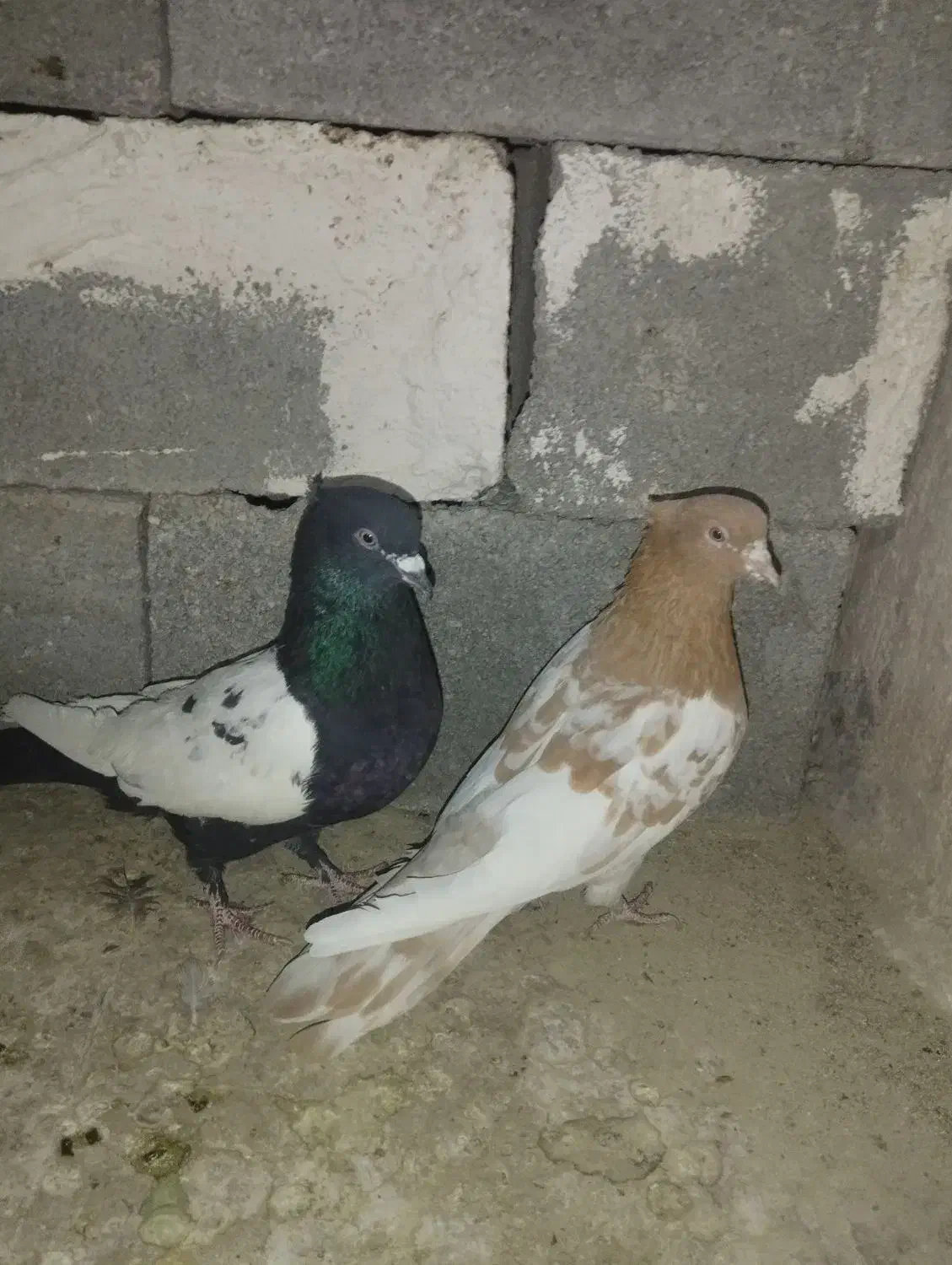 کله زرد و سینه سیا|پرنده|جهرم, |دیوار