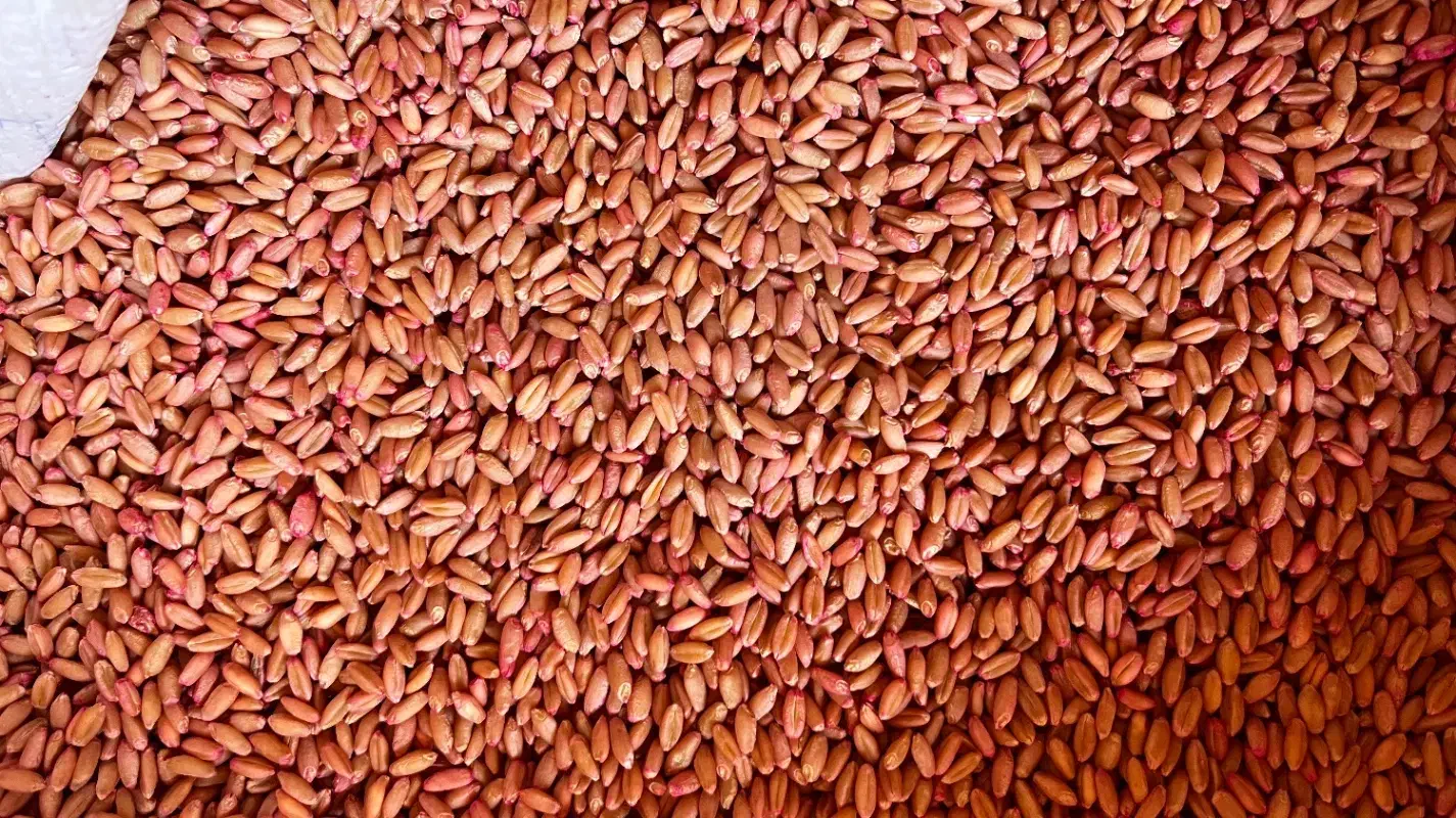 گندم دیم|خوردنی و آشامیدنی|خرقان, |دیوار