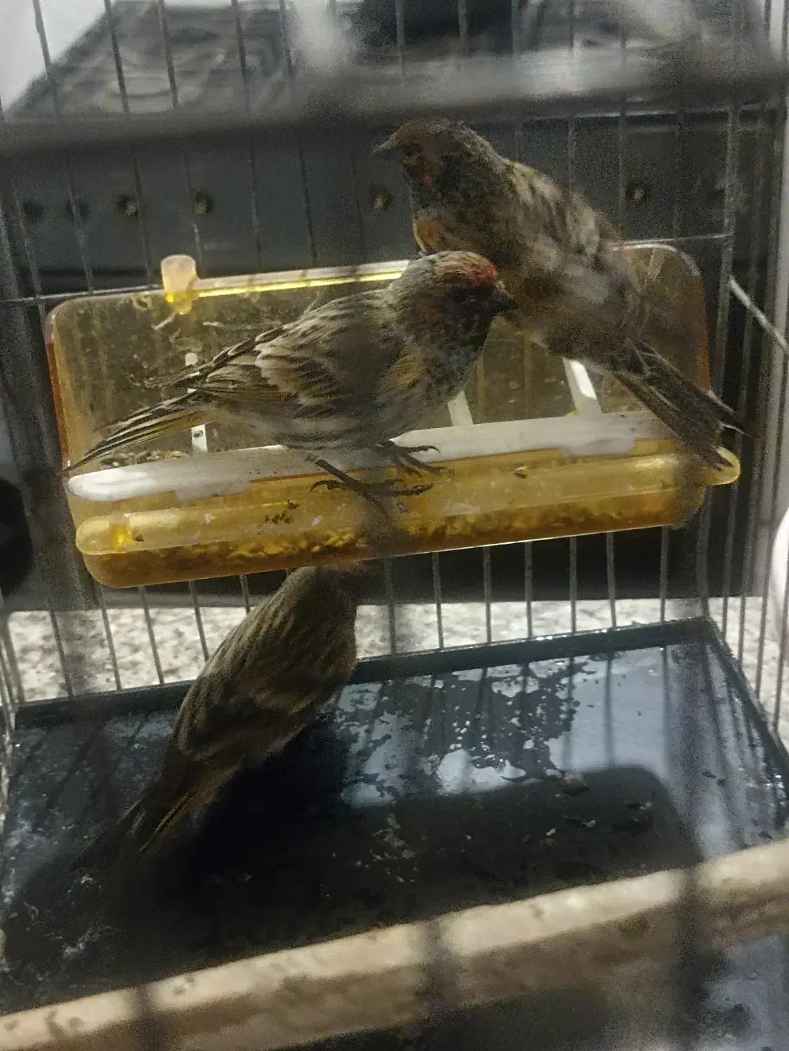 سره گل سر|پرنده|مشهد, بهمن|دیوار