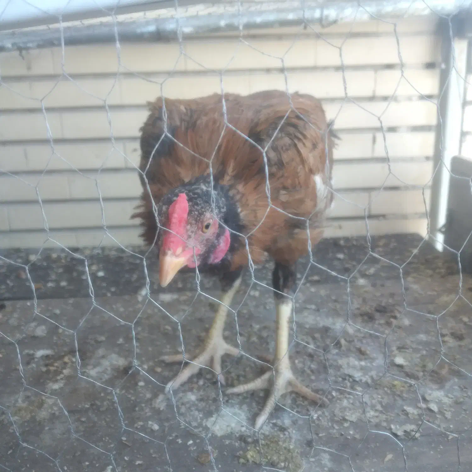 خروس وجوجه خروس|حیوانات مزرعه|سراوان, |دیوار