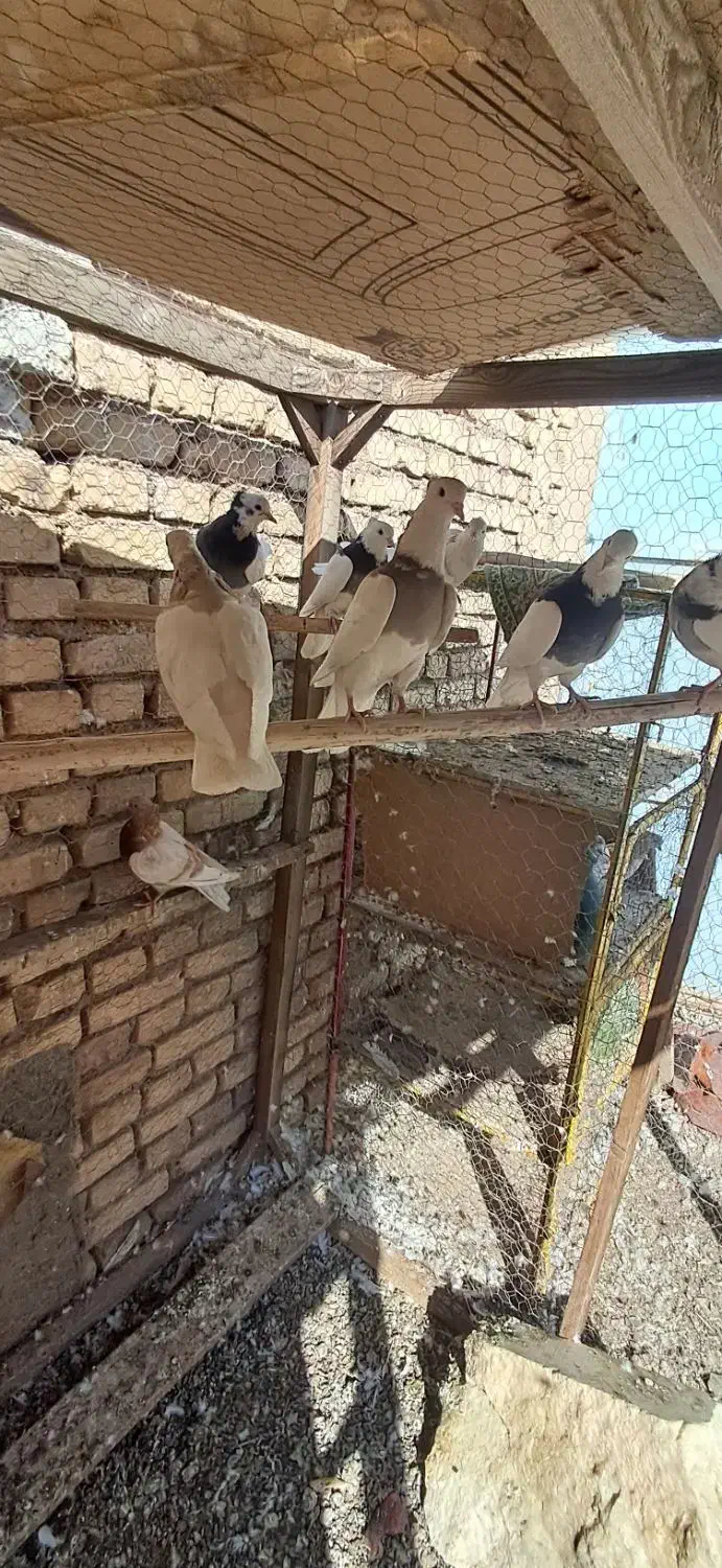 کبوتر طوقی و گرگی و پیس زرد خطی|پرنده|نائین, |دیوار