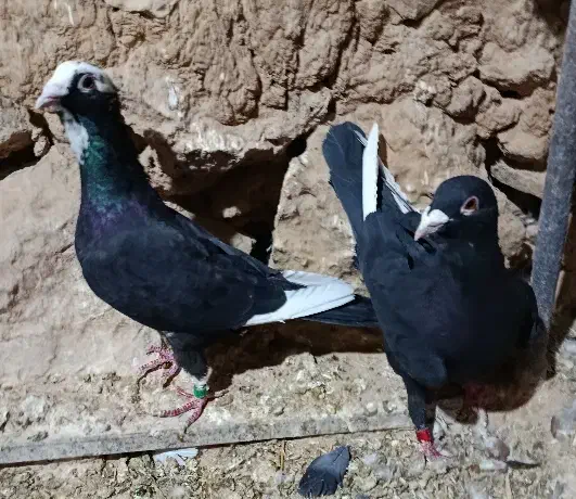 کبوتر|پرنده|شیراز, شهرک سعدی|دیوار