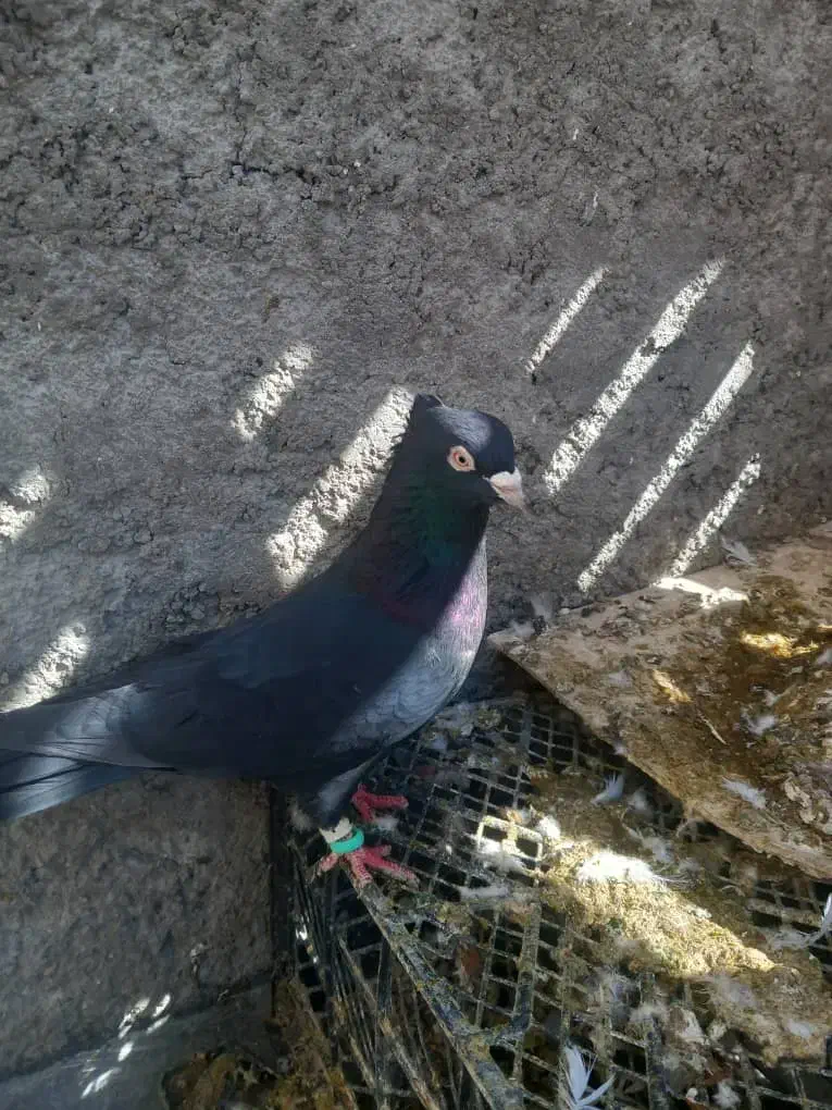 کفتر سیاه ابادانی نر|پرنده|مرودشت, رودبال|دیوار