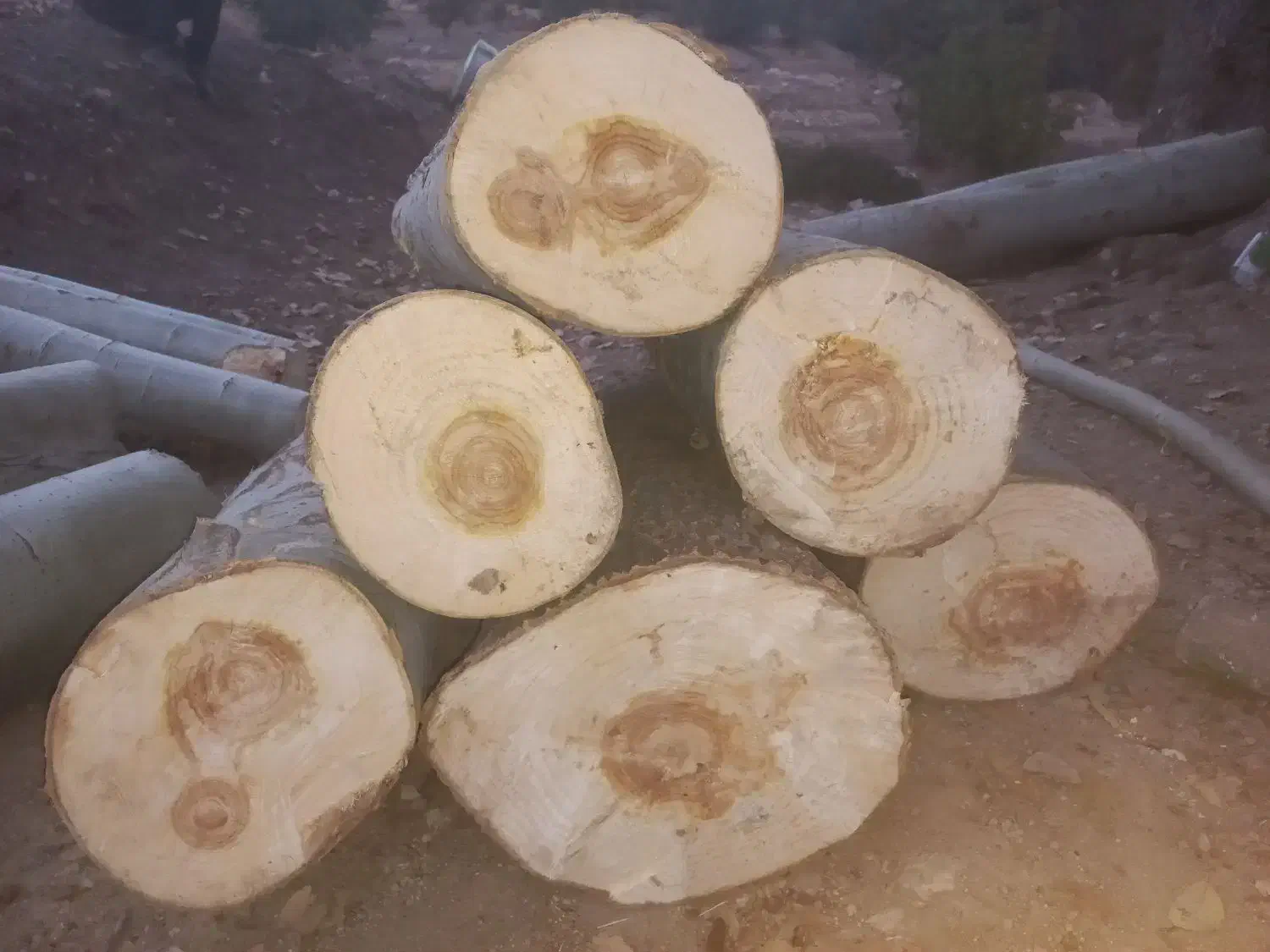 خریدار درخت  چوب گردو بید سفیدار کبوده|خدمات باغبانی و درختکاری|سی‌سخت, |دیوار