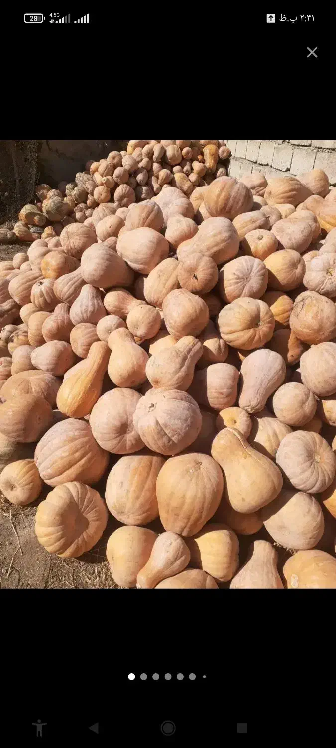 کدو حلوایی دامی|عمدهفروشی|محمدیه-قزوین, |دیوار