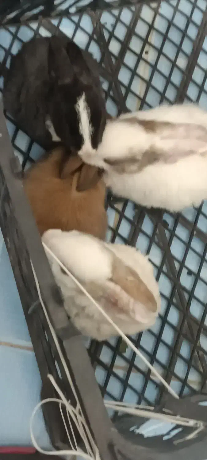 فروش|موش و خرگوش|فردوس (خراسان), |دیوار