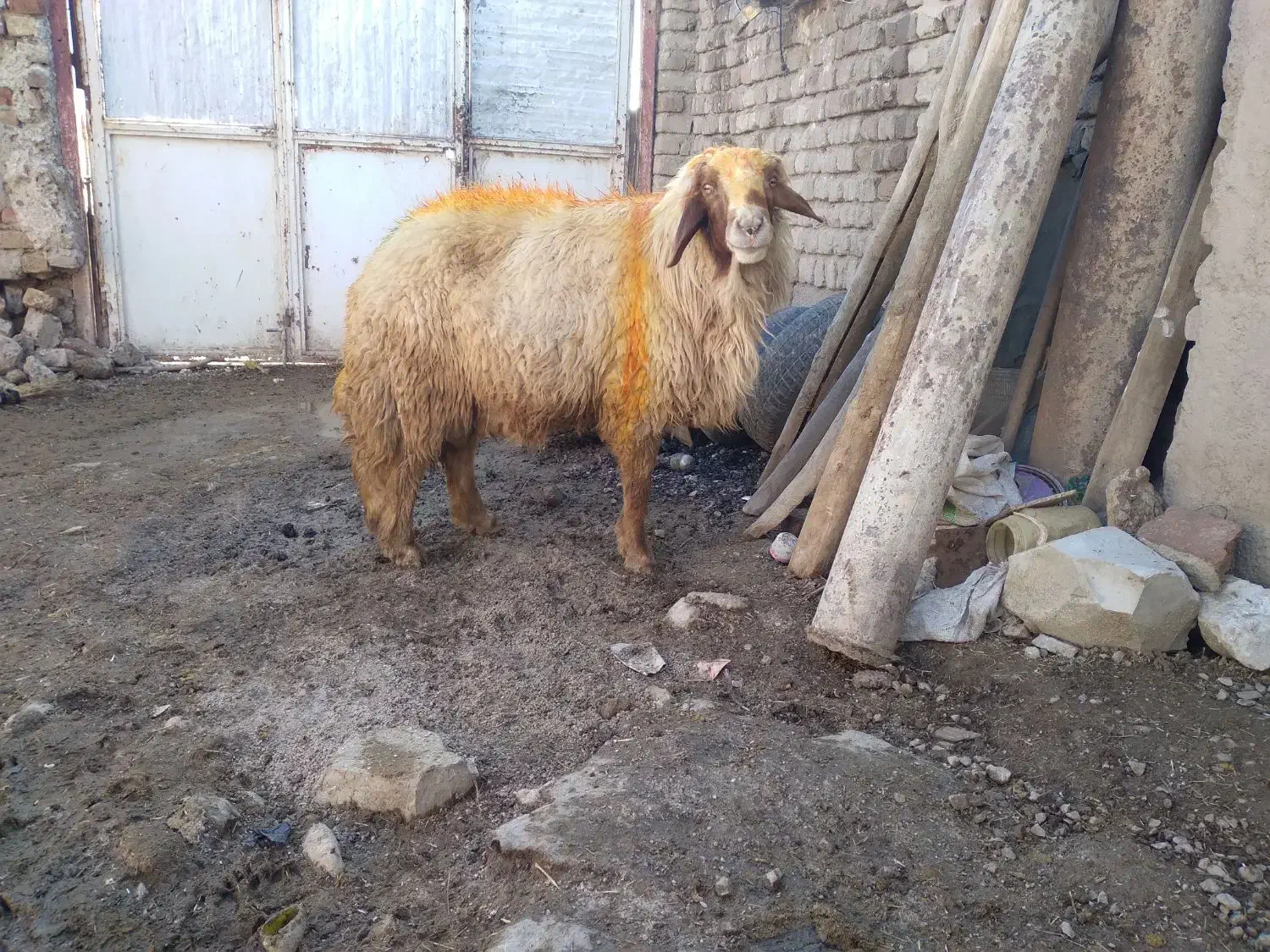 قوچ سنجابی|حیوانات مزرعه|ماهیدشت, |دیوار