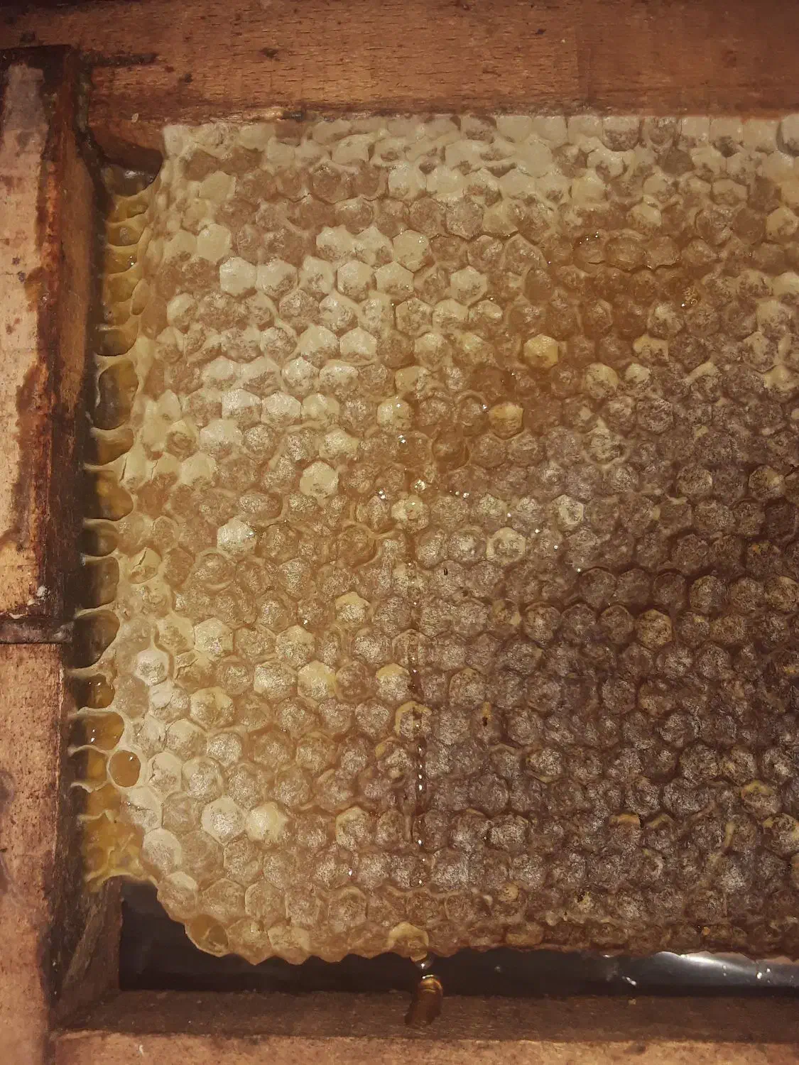 آویشن و عسل اصل|خوردنی و آشامیدنی|جرقویه, |دیوار