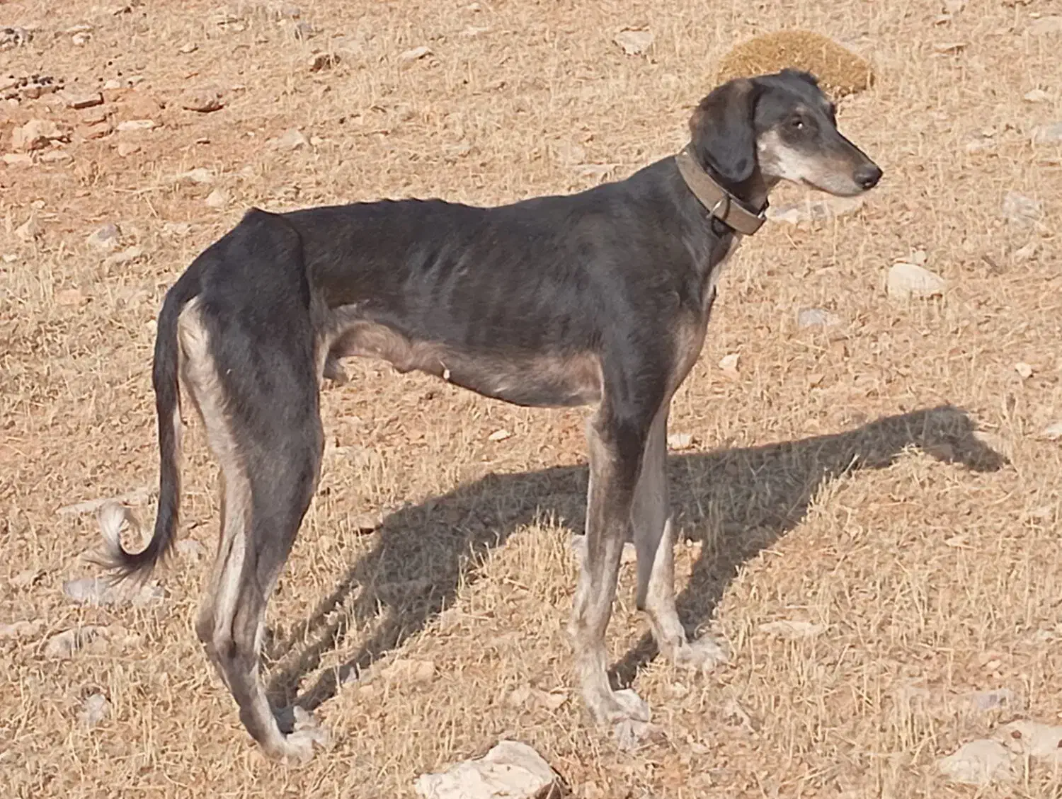 توافقی|سگ|تکاب, |دیوار