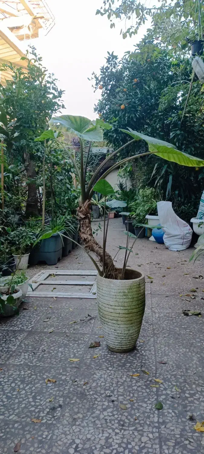 بابا آدم|گل و گیاه طبیعی|لاهیجان, خمیر کلایه|دیوار