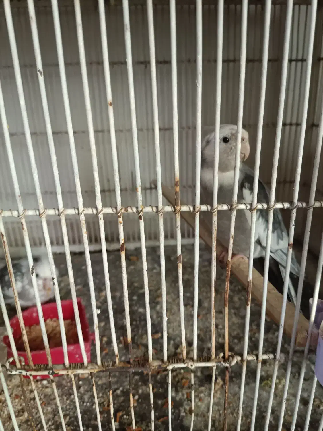 عروس هلندی|پرنده|بومهن, |دیوار