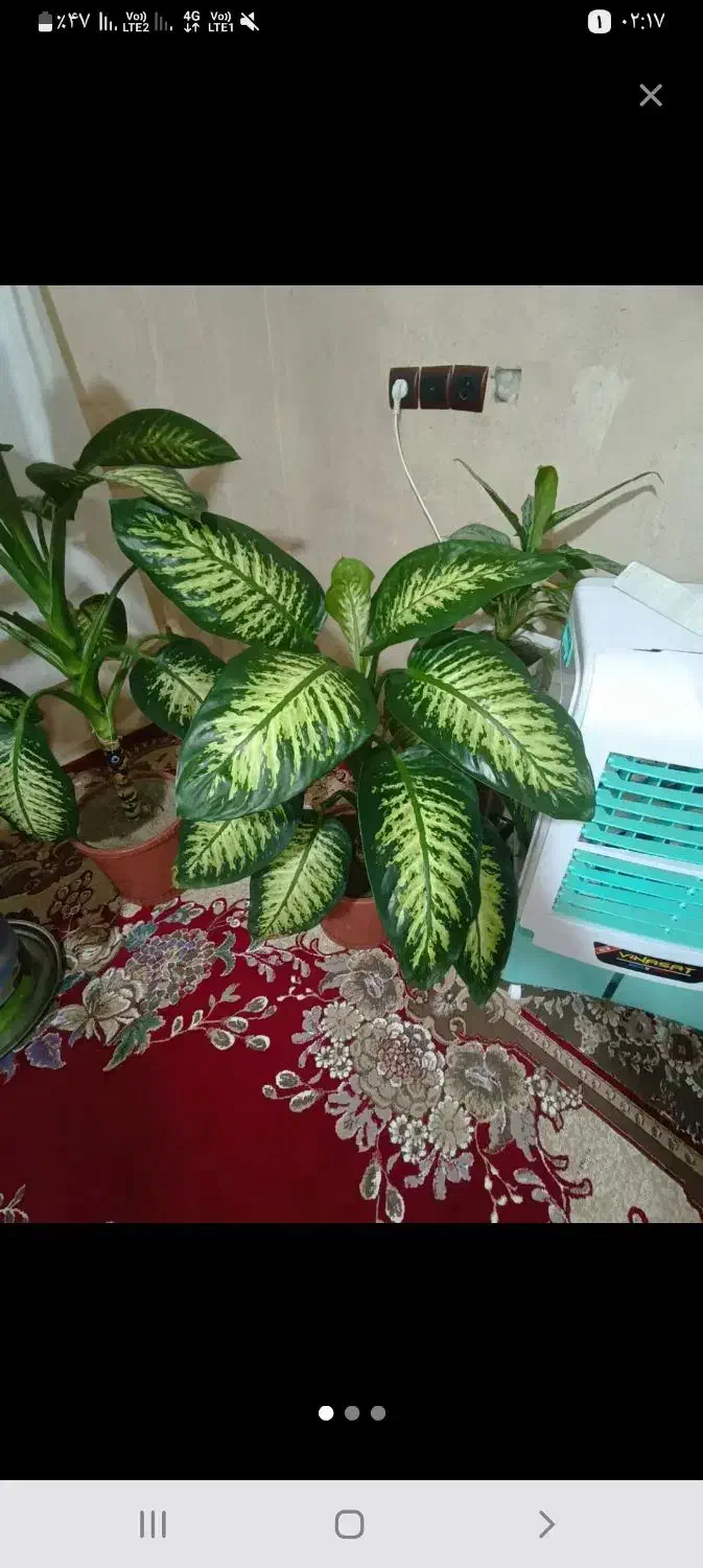 گل دیفن باخیا|گل و گیاه طبیعی|سراجو, |دیوار