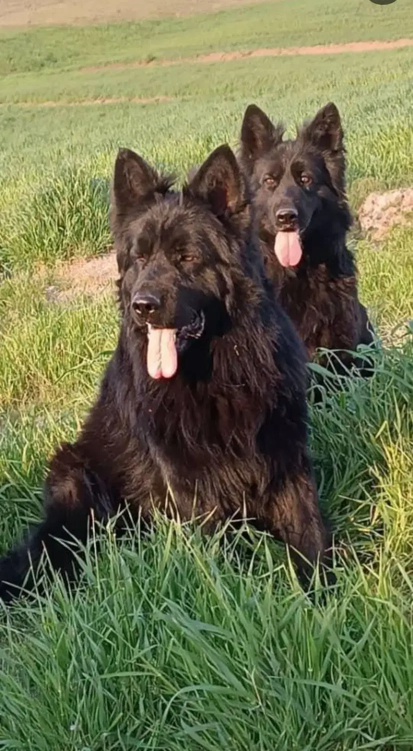 سگ ژرمن بلک شولاین|سگ|سلامی, |دیوار