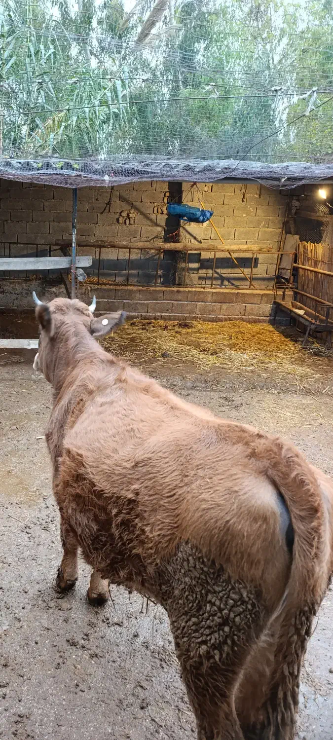 فروش گوساله دورگ ماده جوان|حیوانات مزرعه|بهشهر, |دیوار