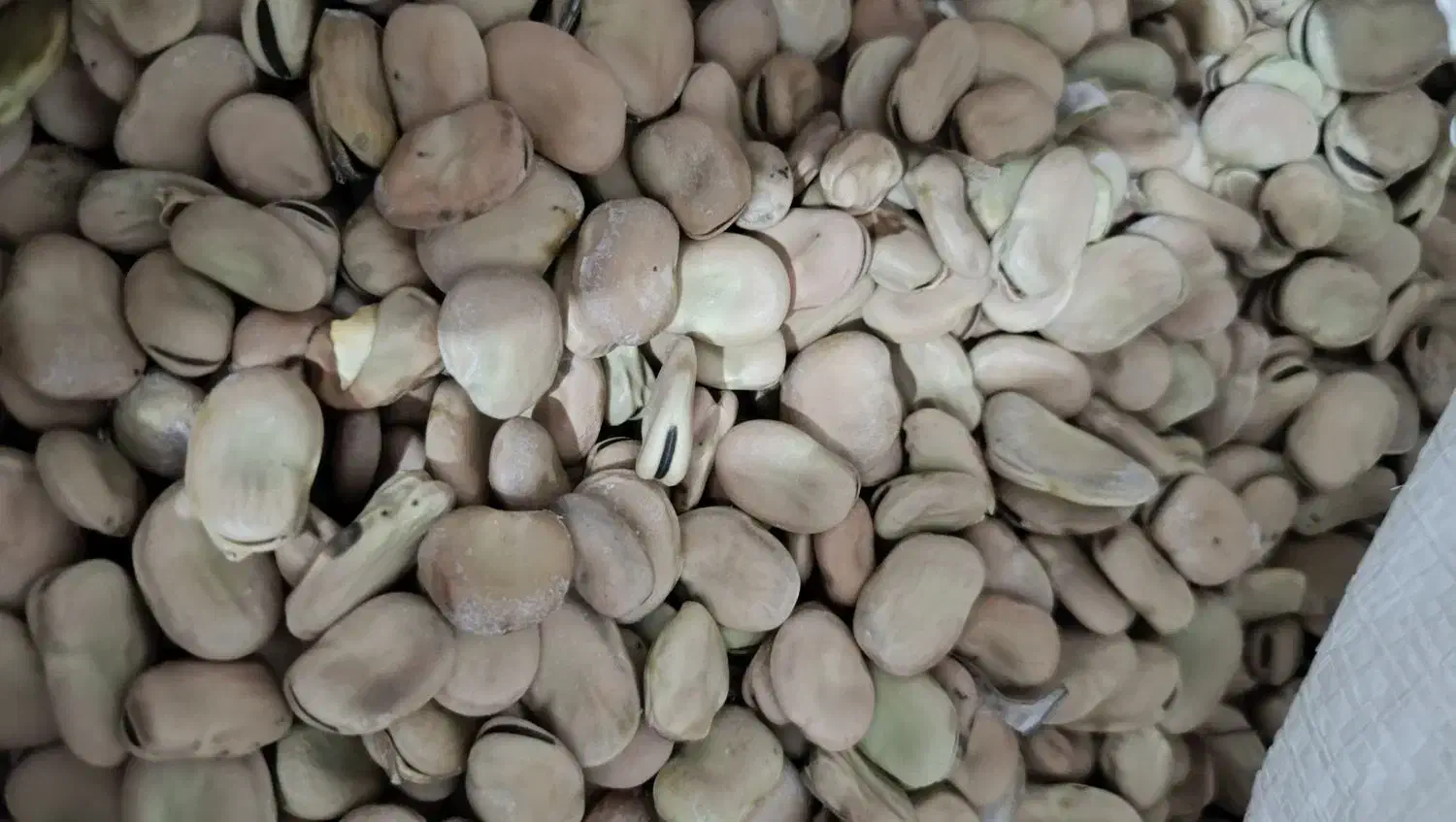 لوبیا چیتی|خوردنی و آشامیدنی|زرندیه, |دیوار