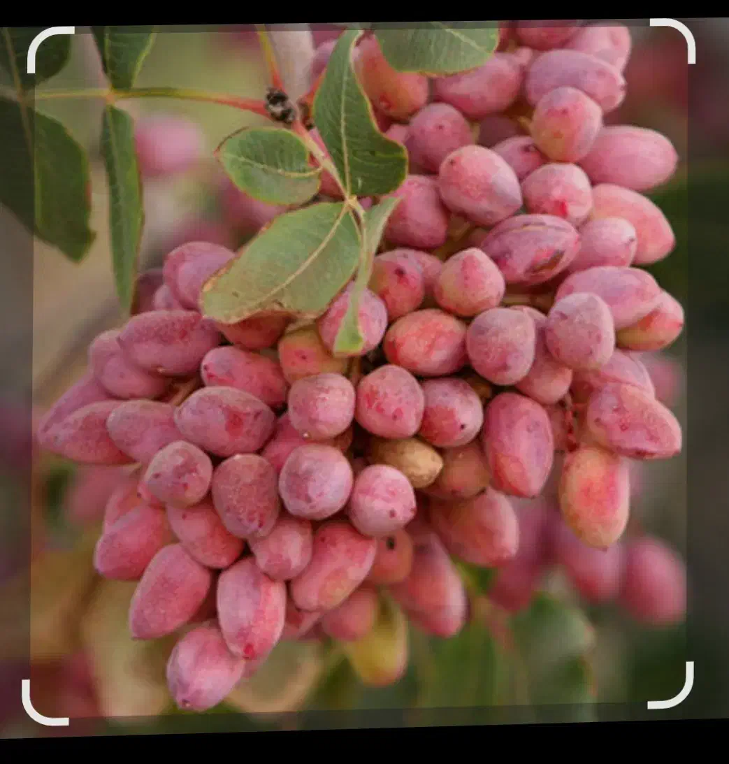 باغ پسته|خدمات باغبانی و درختکاری|تربت جام, جامرود|دیوار