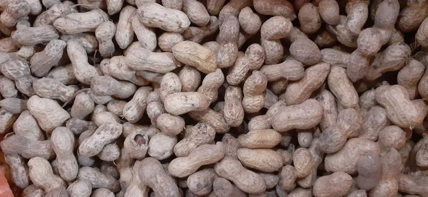 بادام زمینی افتاب خشک|خوردنی و آشامیدنی|لشت نشا, |دیوار