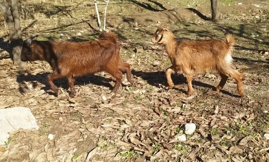 بزغاله نرو ماده|حیوانات مزرعه|خرم‌آباد, |دیوار