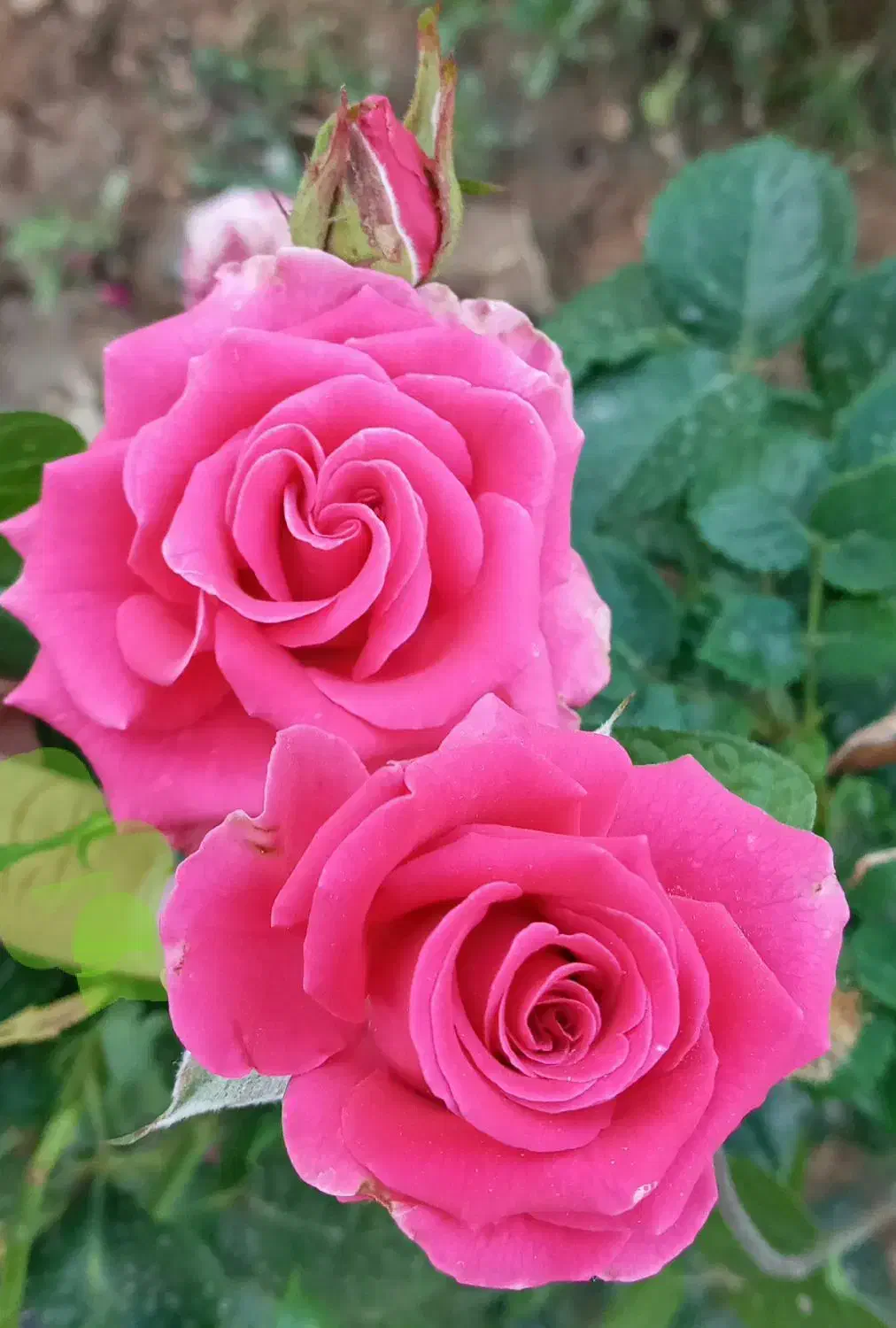 اجاره منزل مسکونی در سورشجان|اجارهٔ خانه و ویلا|لاران, |دیوار