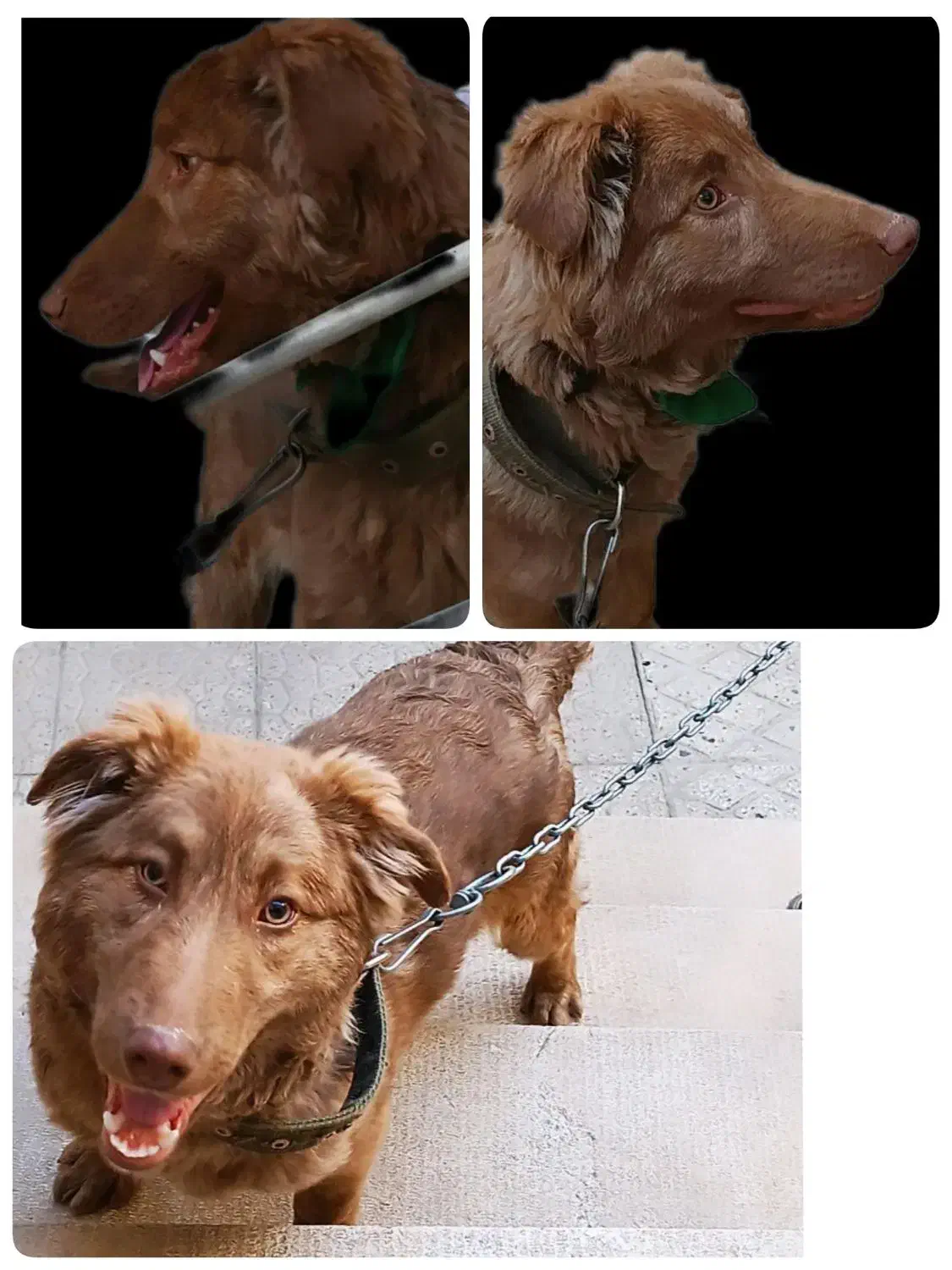 واگذاری رایگان|سگ|کرمانشاه, |دیوار