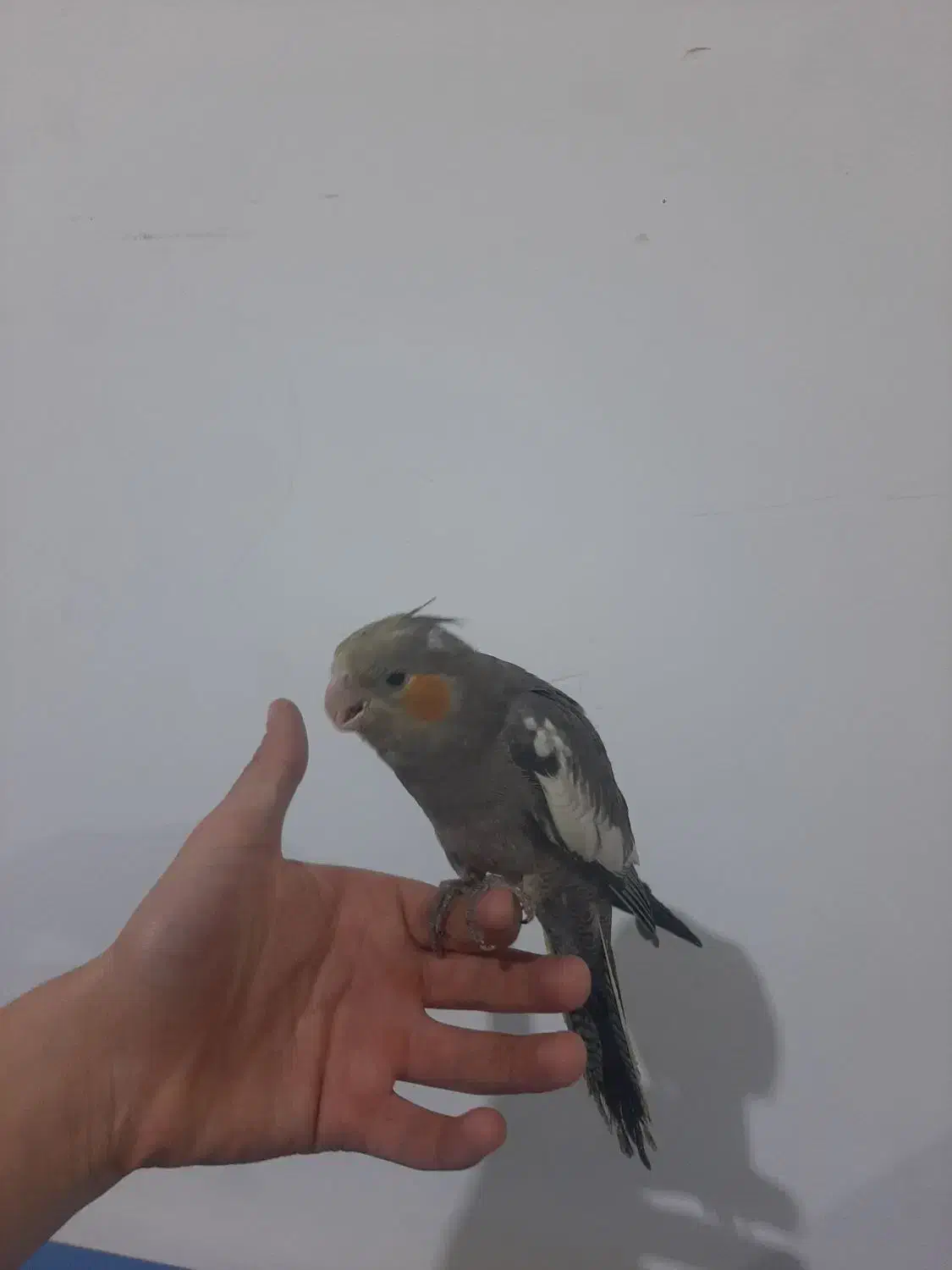 جوجه عروس هلندی|پرنده|مینودشت, |دیوار