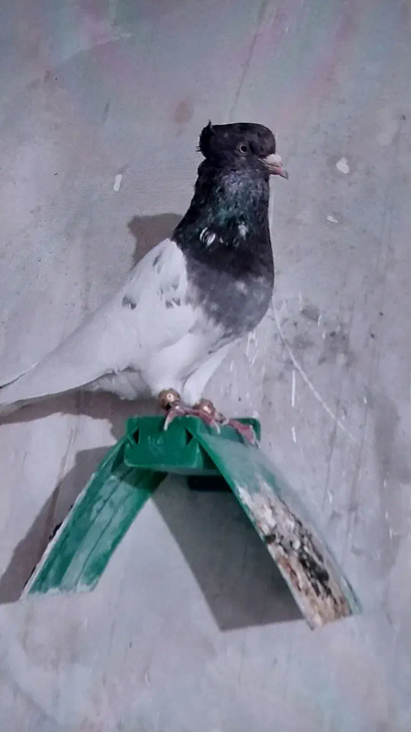 گمشده|پرنده|مسجد سلیمان, |دیوار