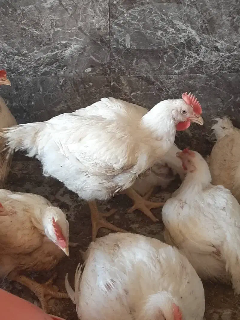 مرغ زنده|حیوانات مزرعه|شیراز, ده پیاله|دیوار