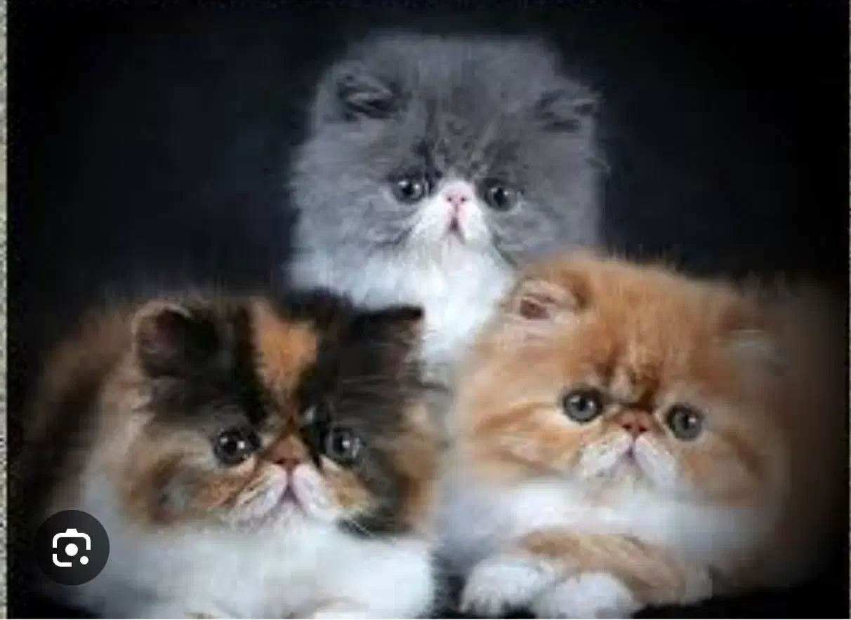 بچه گربه پرشین|گربه|بندر انزلی, سی متری|دیوار