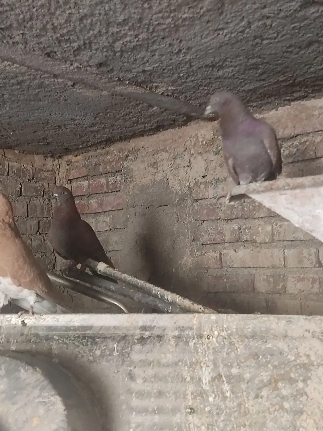 کبوتر کفتر|پرنده|زرند, |دیوار