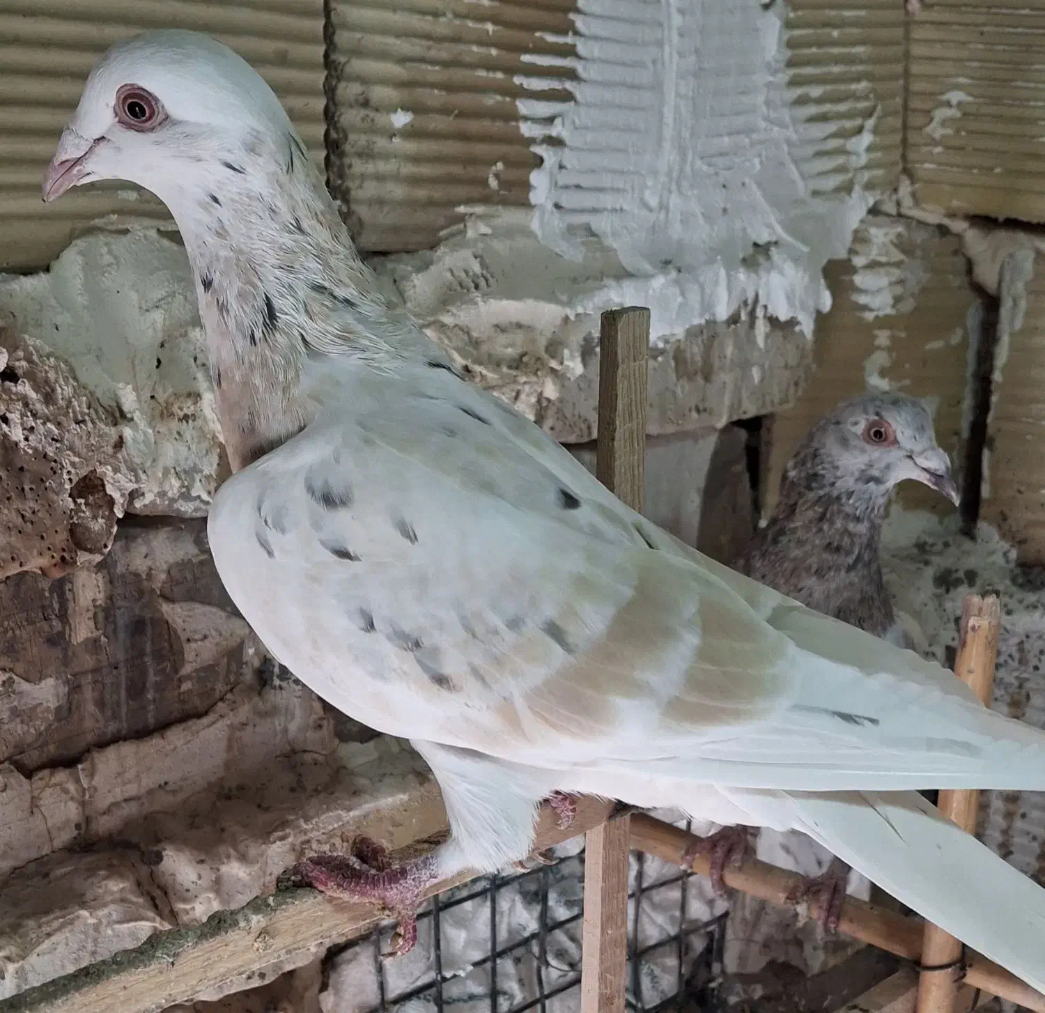 زرد هفترنگ خطی|پرنده|کوهین, |دیوار