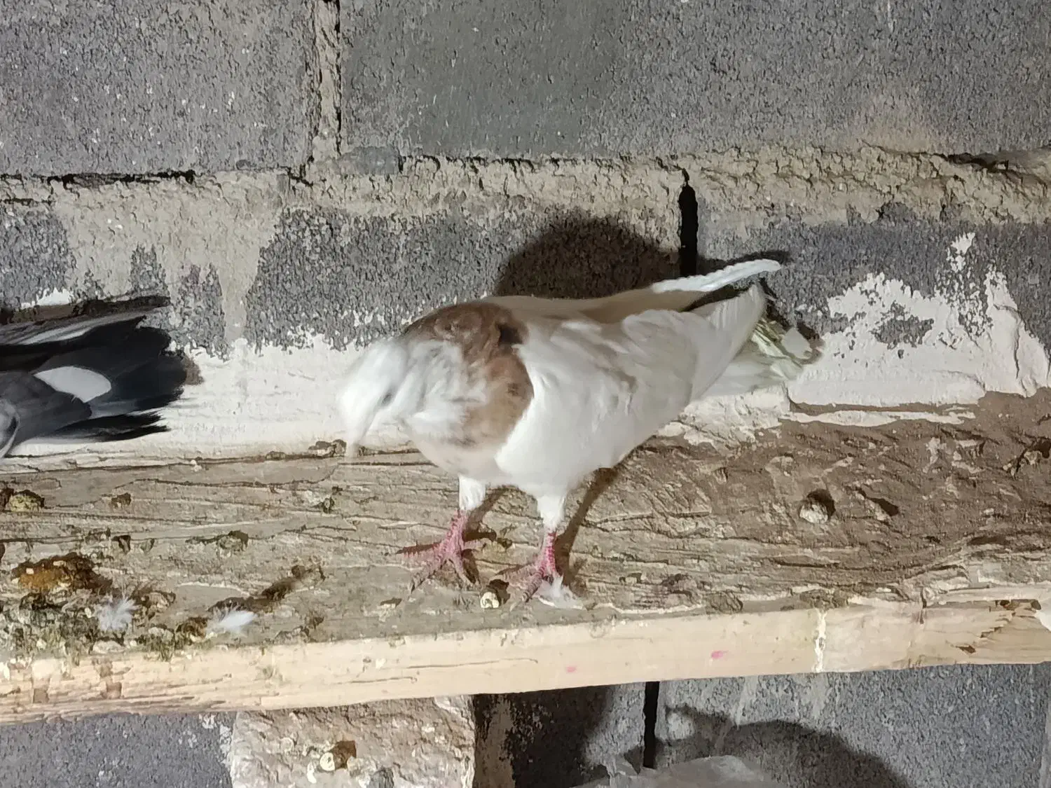 طوقی نامبر|پرنده|لالجین, |دیوار