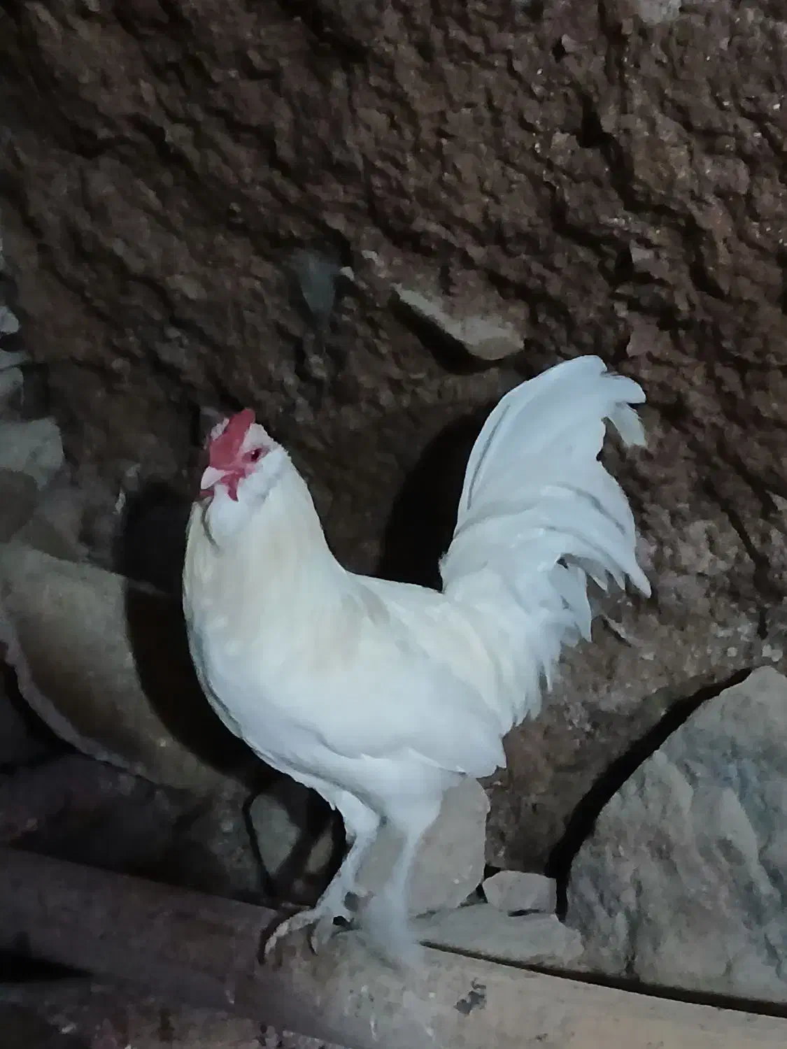 خروس گلین سفید نیمچه مرندی فریک لاری جوان|حیوانات مزرعه|آبیک, |دیوار