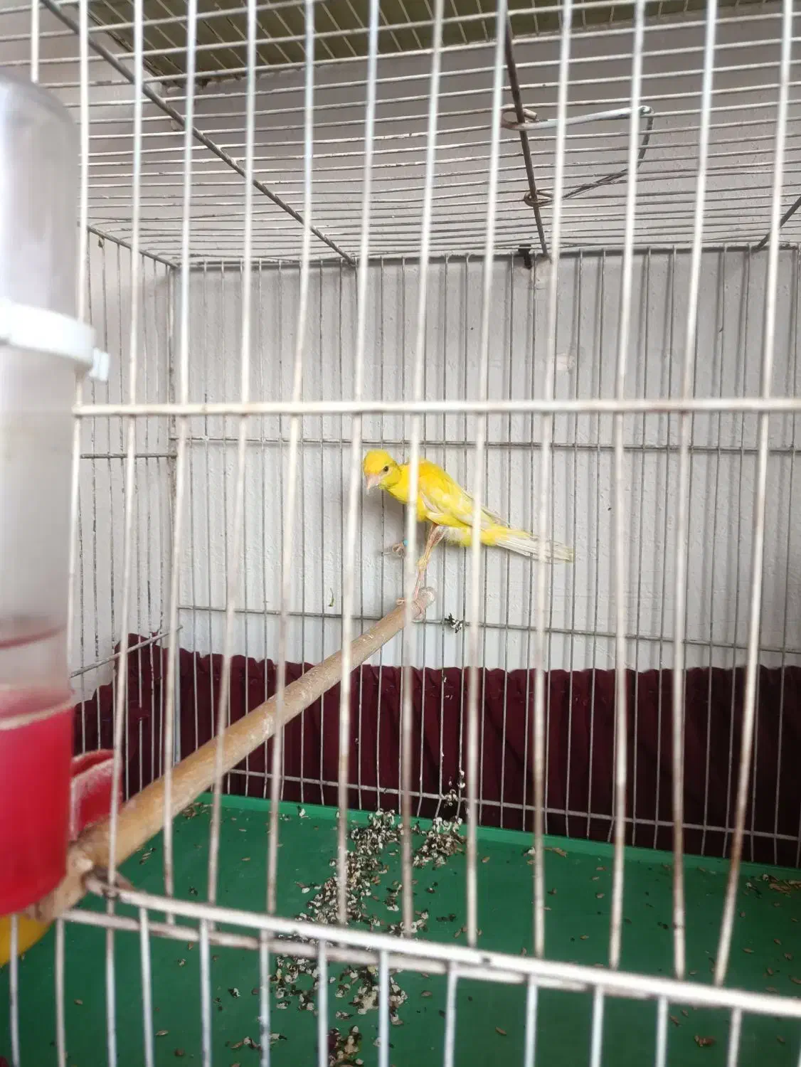 قناری طلایی جیبر|پرنده|شیراز, شاهچراغ|دیوار