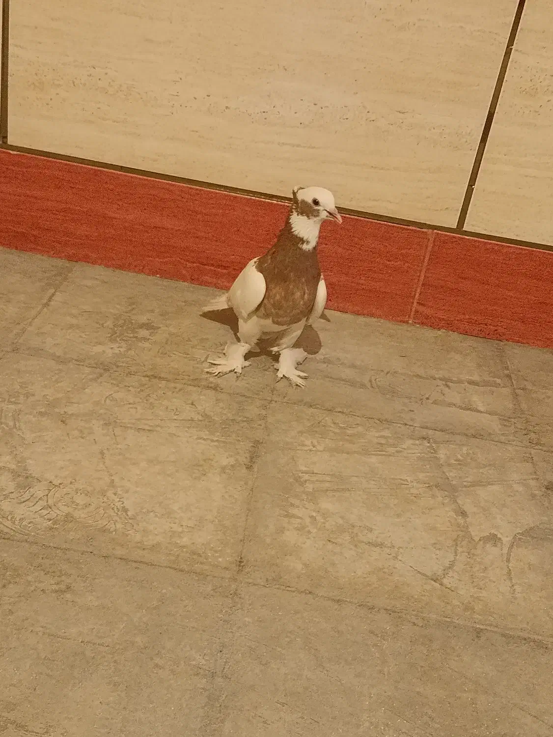 کبوتر طوقی کوار|پرنده|طسوج, |دیوار