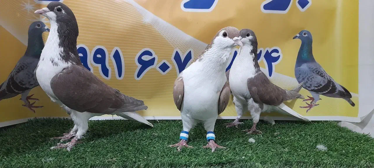 کفترهوای|پرنده|مه ولات, |دیوار