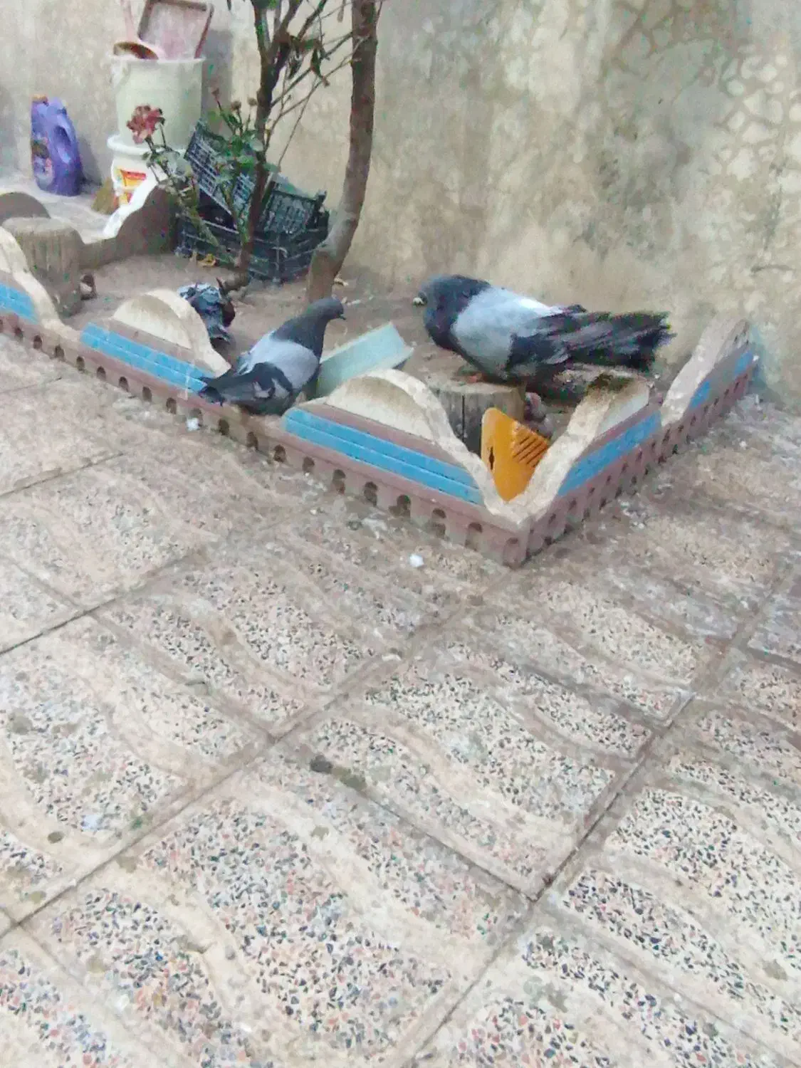 چند جفت کفتر|پرنده|میانه, |دیوار