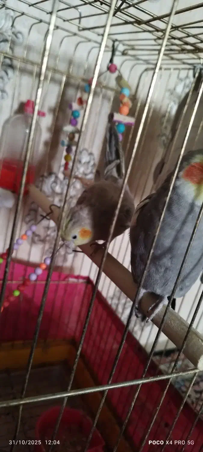 یک جفت عروس هلندی مولد|پرنده|مشهد, جاهد شهر|دیوار