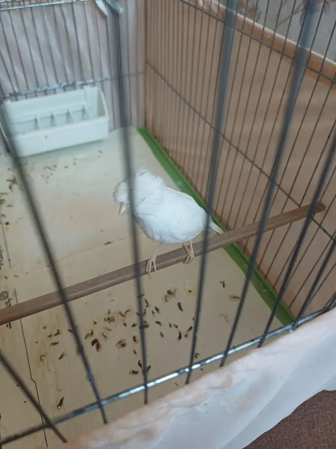 قناری نر|پرنده|اندیشه, اندیشه فاز ۱|دیوار