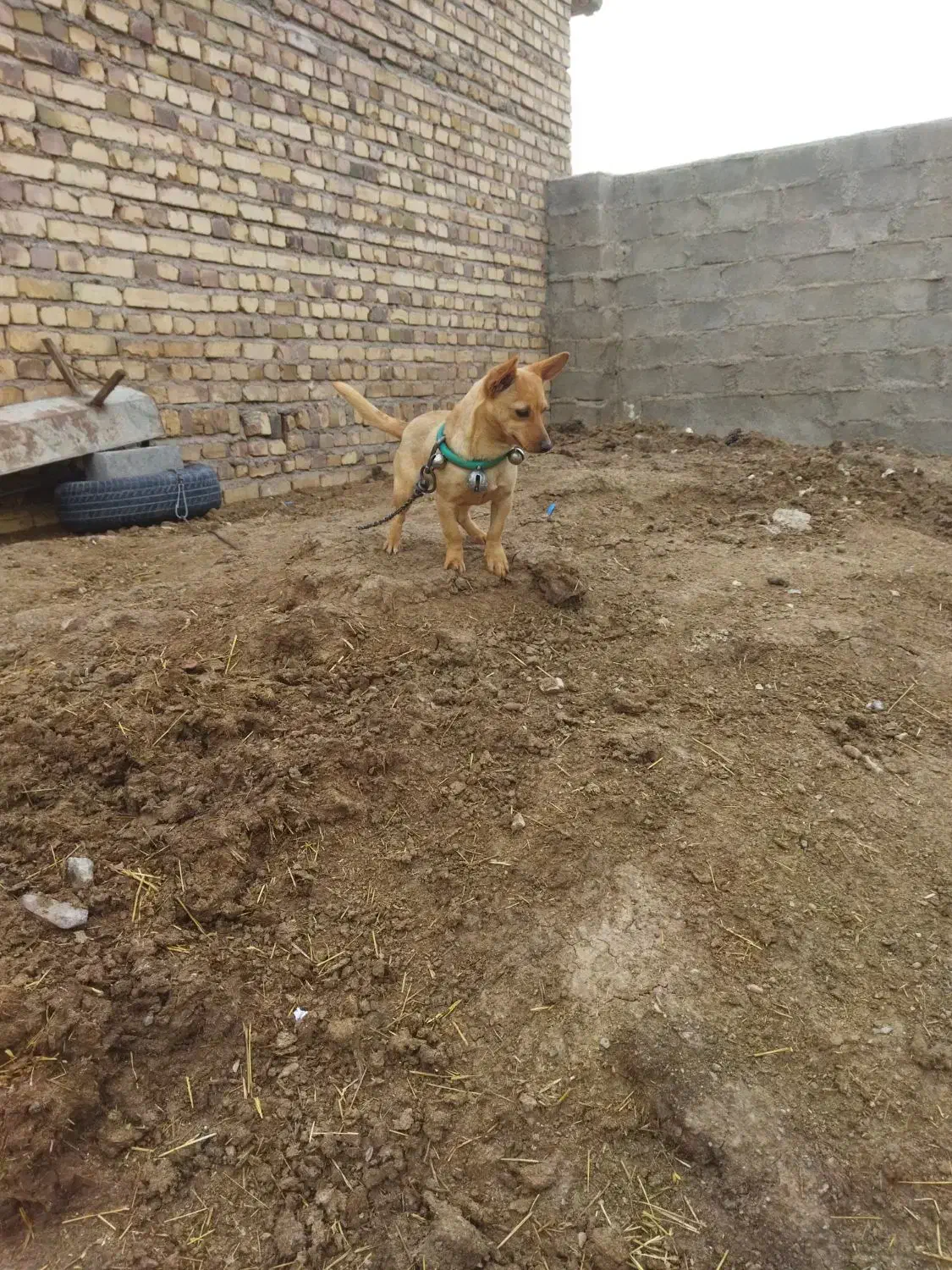 پاپی|سگ|تایباد, |دیوار