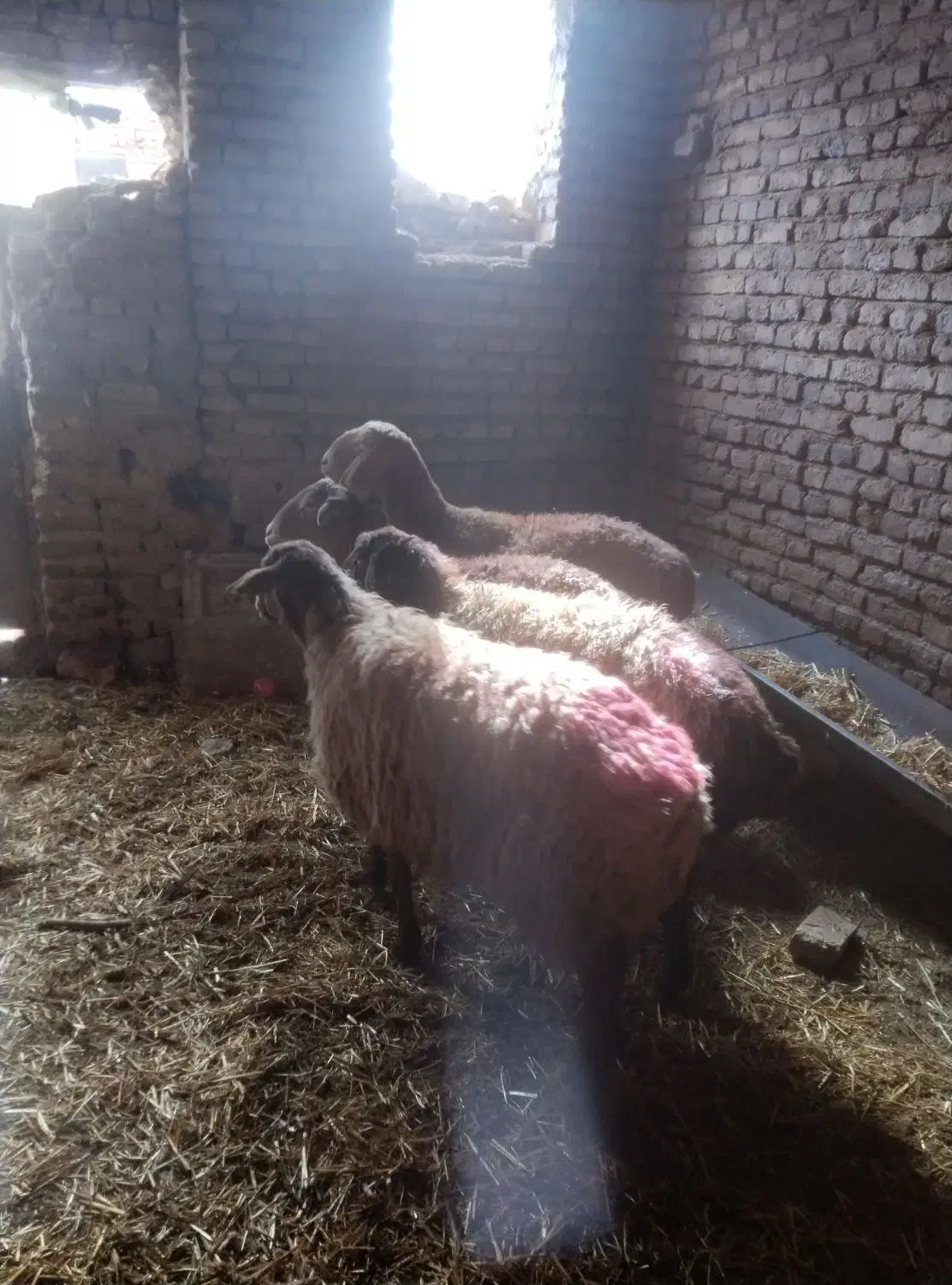 سلام دوراس کاور دوراس میش جوان|حیوانات مزرعه|تربت جام, میان جام|دیوار