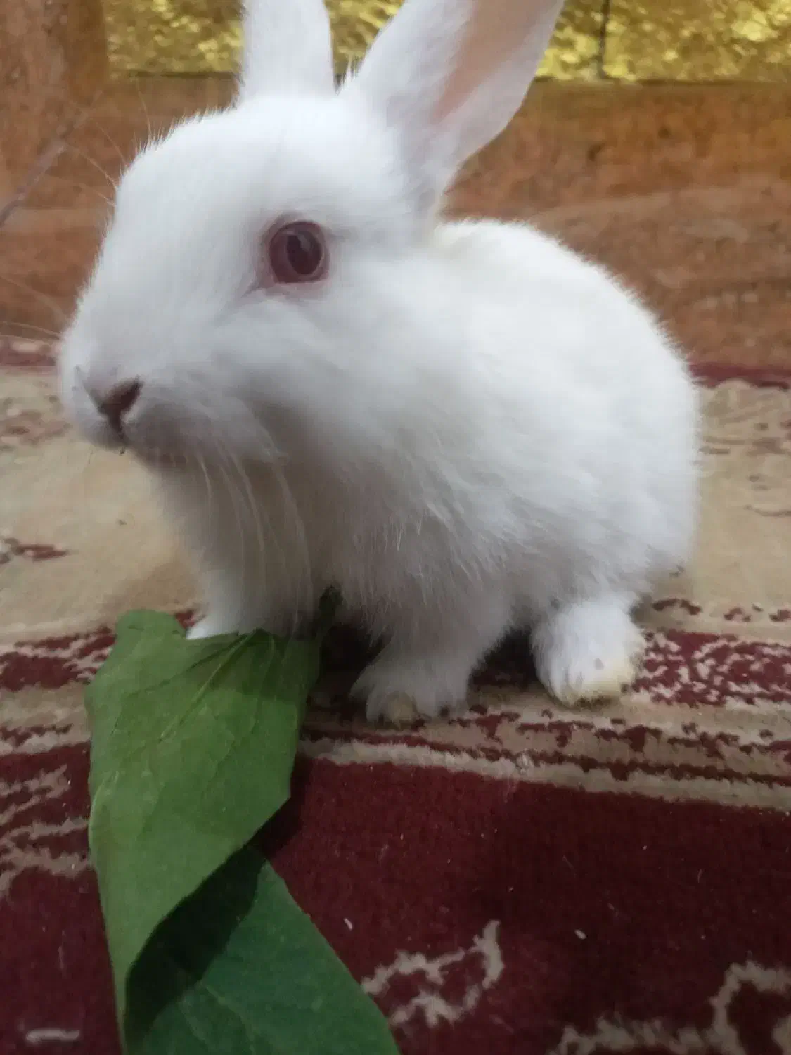 خرگوش کوچک|موش و خرگوش|شادگان, |دیوار