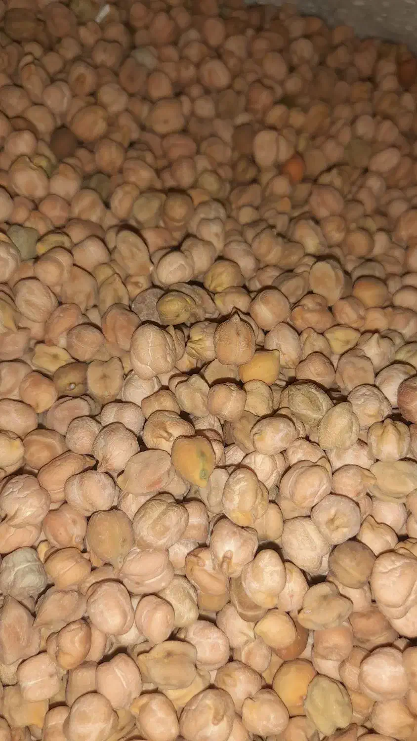 نخودمحلی کوهرنگ ارگانیک|خوردنی و آشامیدنی|کوهرنگ, |دیوار