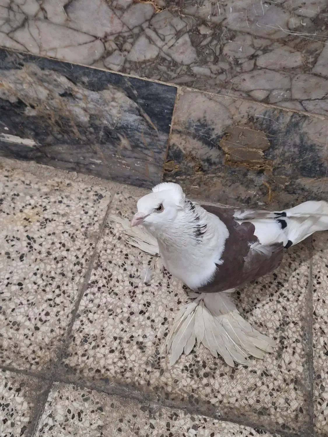 کبوتر پاپر کله قنار|پرنده|مشهد, پنجتن|دیوار