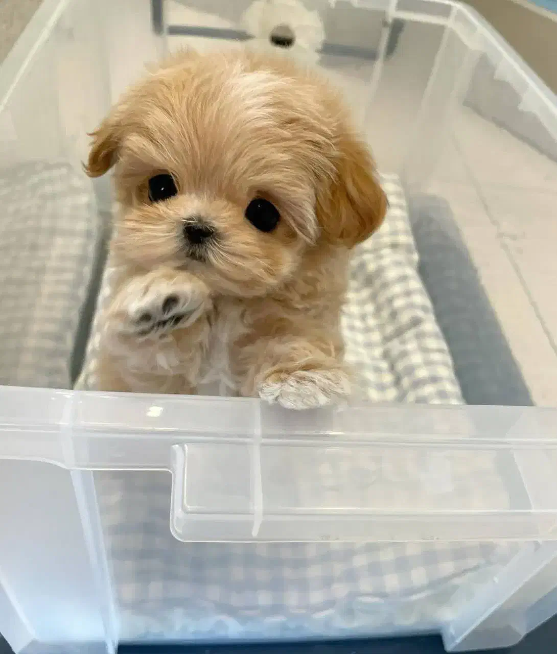 maltipoodle مالتیپودل|سگ|تهران, جنتآباد مرکزی|دیوار